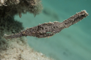 The robust ghost pipefish (Solenostomus cyanopterus) I fo... by Kyle Castelyn 